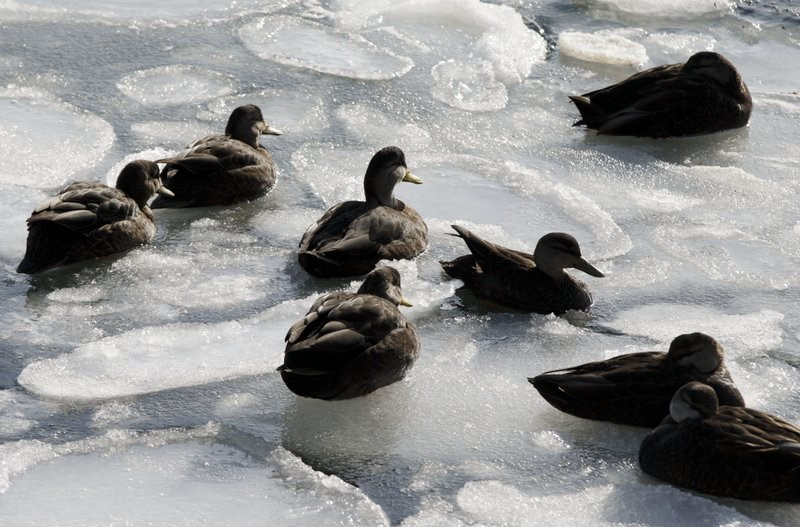 Bão tuyết mạnh nhất 3 thập niên, Florida lần đầu có tuyết rơi